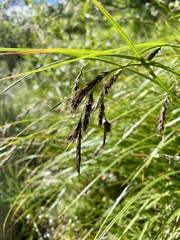 Carex frigida