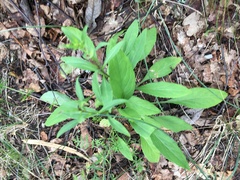 Solidago virgaurea