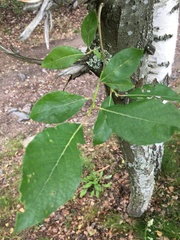 Salix caprea