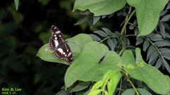 Limenitis doerriesi