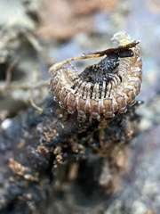 Polydesmus complanatus