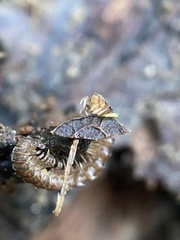 Polydesmus complanatus