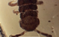Polydesmus complanatus