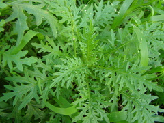 Senecio bipinnatisectus