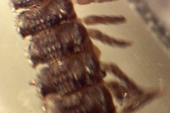 Polydesmus complanatus