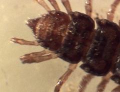 Polydesmus complanatus
