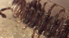 Polydesmus complanatus