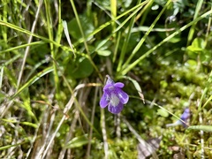 Pinguicula leptoceras