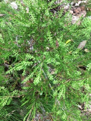 Calluna vulgaris