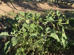Datura ferox