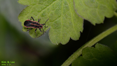 Arocatus pseudosericans