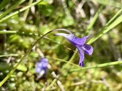 Pinguicula leptoceras