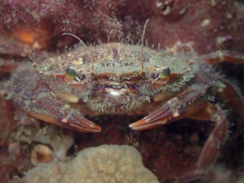 Arch-fronted Swimming Crab, photo 3 of 10