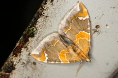 Eulithis pyropata