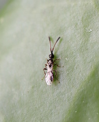 Spilomicrini