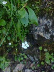 Heliosperma pusillum