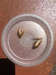 Ectobius vittiventris