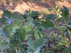Datura ferox