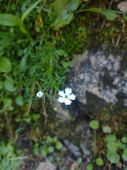 Heliosperma pusillum