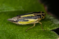 Evacanthus interruptus