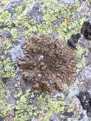Parmelioideae