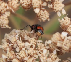 Collops bipunctatus