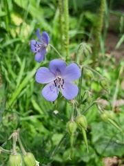 Geranium pratense