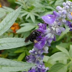 Melissodes bimaculatus
