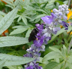 Melissodes bimaculatus