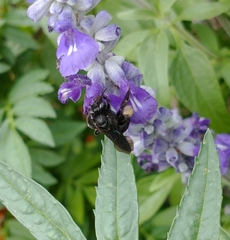 Melissodes bimaculatus
