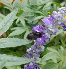 Melissodes bimaculatus