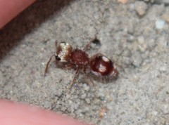 Pseudomethoca bequaerti