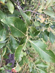 Salix caprea