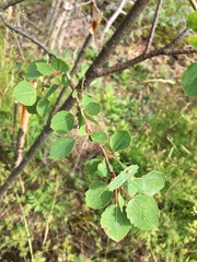 Populus tremula