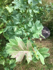 Crataegus