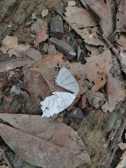 Urapteroides astheniata