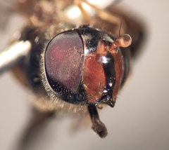 Dasysyrphus venustus