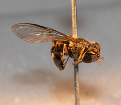 Dasysyrphus venustus