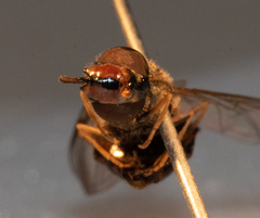 Dasysyrphus venustus