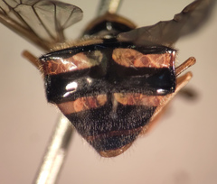 Dasysyrphus venustus