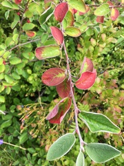 Cotoneaster lucidus