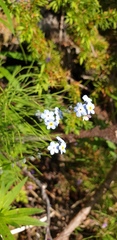 Myosotis decumbens
