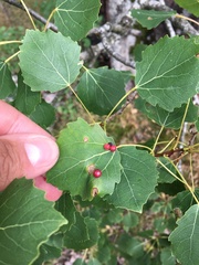Populus tremula