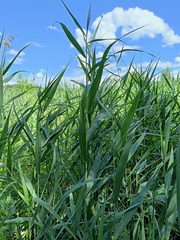 Phragmites australis