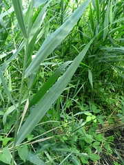 Phragmites australis