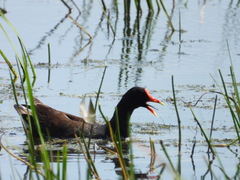 Gallinula galeata