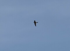 Aerodramus terraereginae