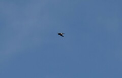 Aerodramus terraereginae