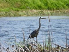 Ardea herodias