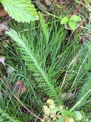 Achillea millefolium